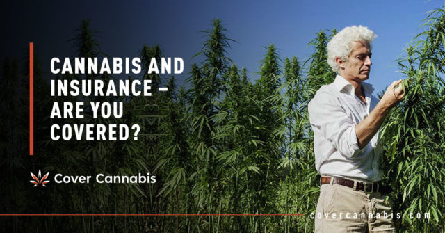 Aged Man in Farm - Banner Image for Cannabis and Insurance – Are You Covered Blog