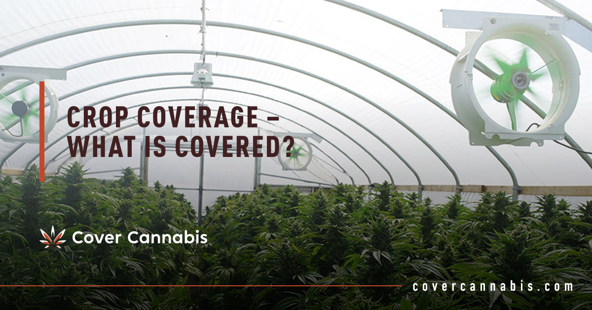 Cannabis Greenhouse - Banner Image for Crop Coverage – What is Covered Blog