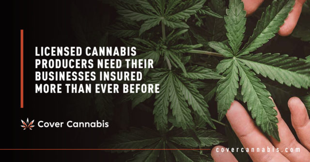 Hands Holding Cannabis Leaves - Banner Image for Licensed Cannabis Producers Need Their Businesses Insured More Than Ever Before Blog
