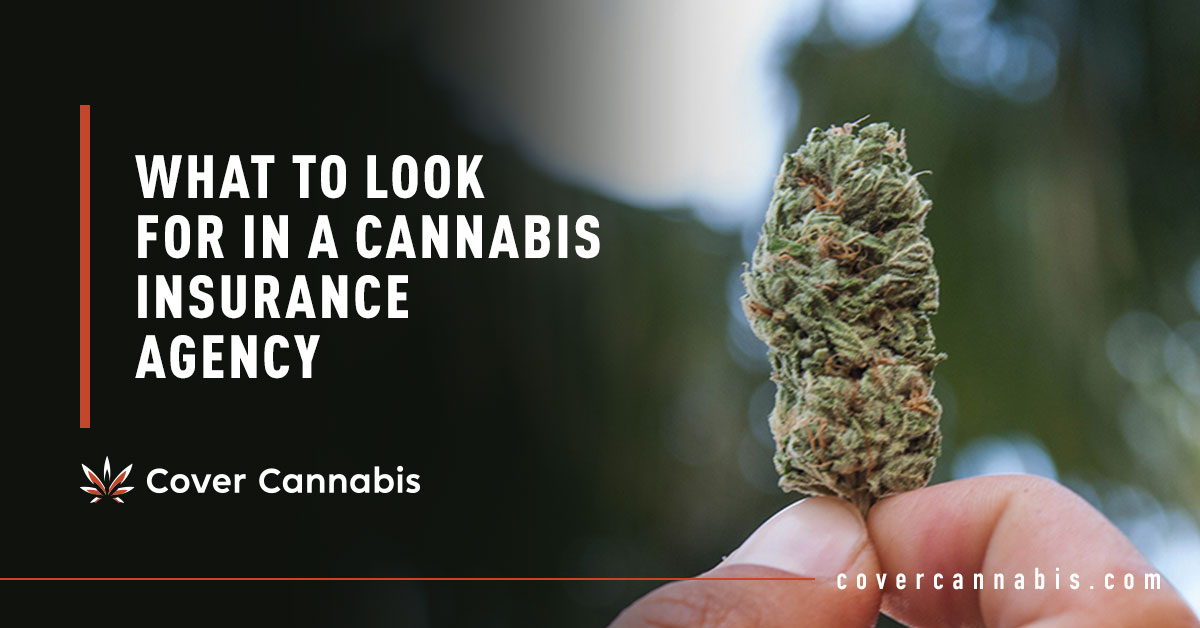 Cannabis Bud - Banner Image for What to Look for in a Cannabis Insurance Agency Blog