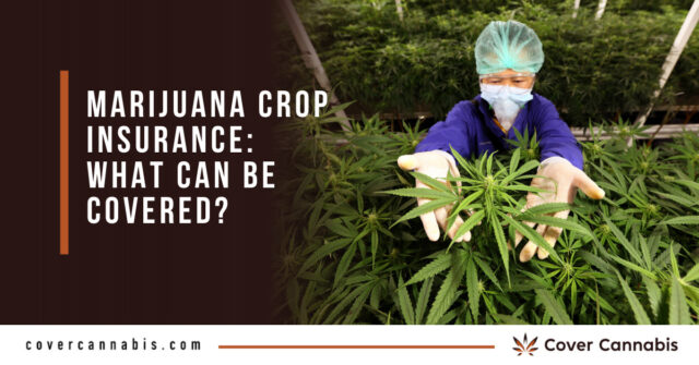 Cannabis Plant - Banner Image for Marijuana Crop Insurance: What Can be Covered?