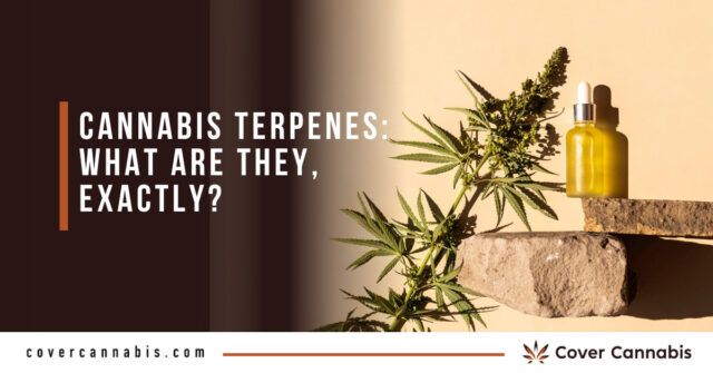 Cannabis Terpenes_ What are They, exactly