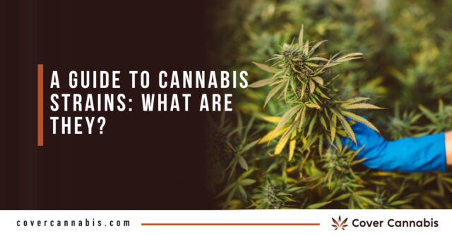 A Guide to Cannabis Strains What Are They