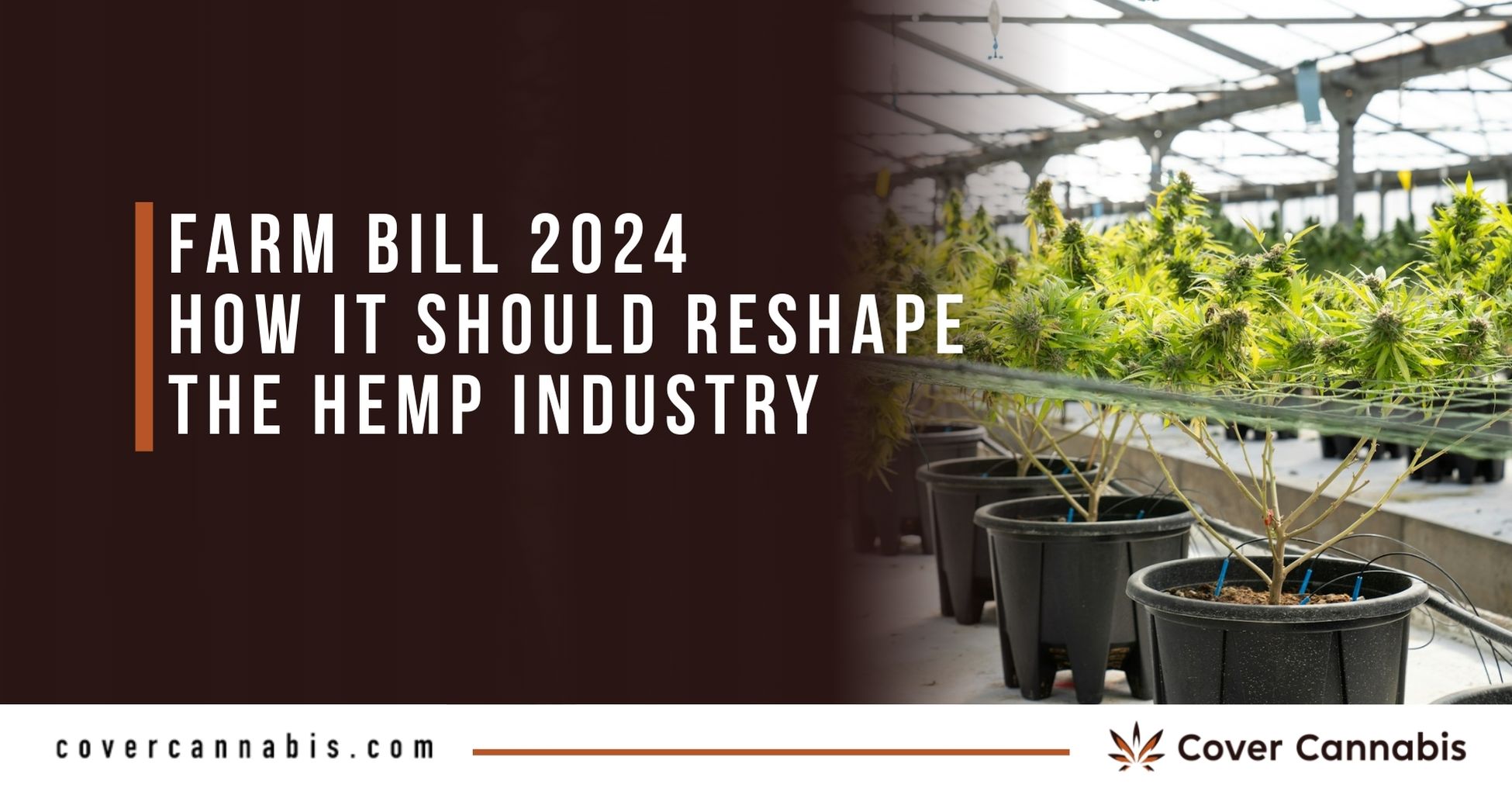 Farm Bill 2024 Update Reshaping the Hemp Industry
