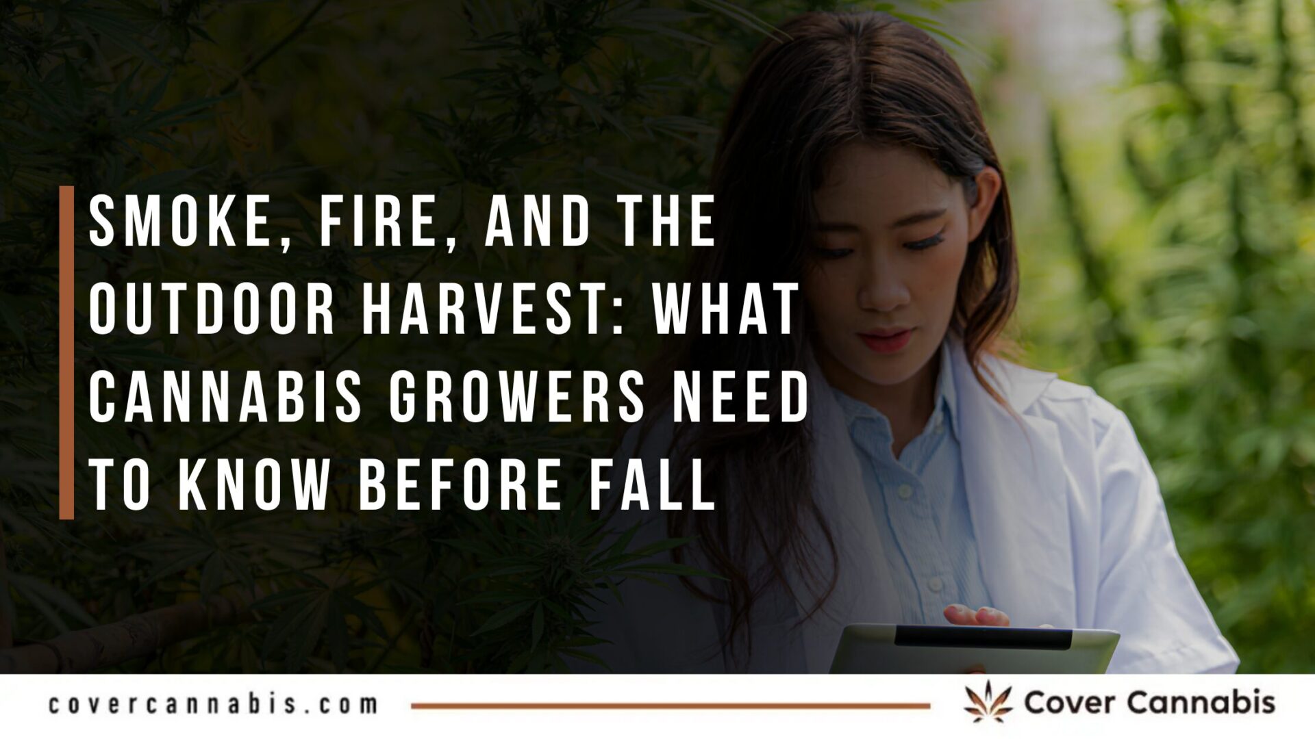 Smoke, Fire, and the Outdoor Harvest What Cannabis Growers Need to Know Before Fall