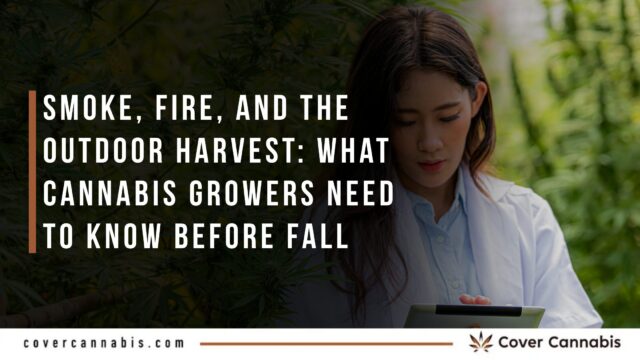 Smoke, Fire, and the Outdoor Harvest What Cannabis Growers Need to Know Before Fall